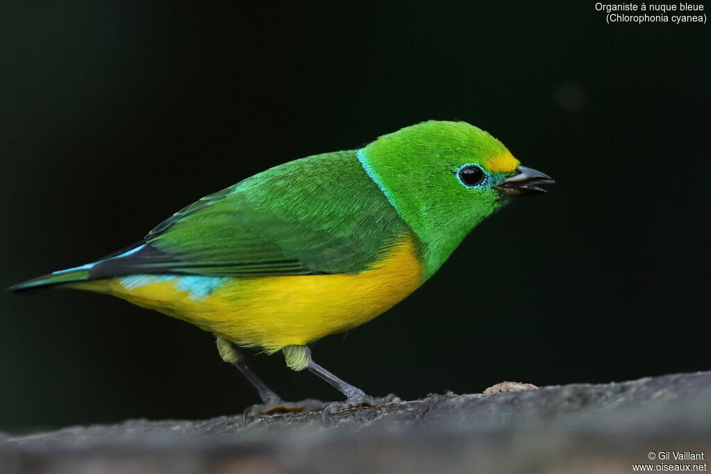 Blue-naped Chlorophonia