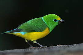 Blue-naped Chlorophonia