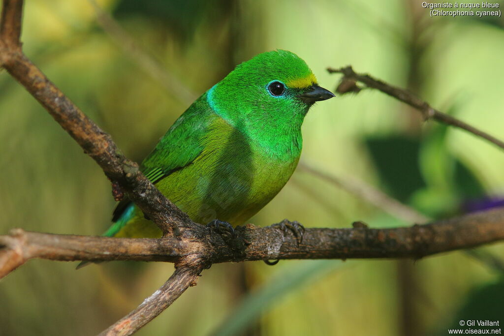 Blue-naped Chlorophonia