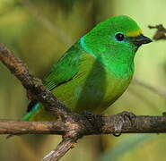 Blue-naped Chlorophonia