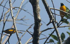 Trinidad Euphonia