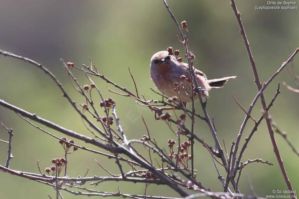 White-browed Tit-warbler