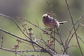 White-browed Tit-warbler