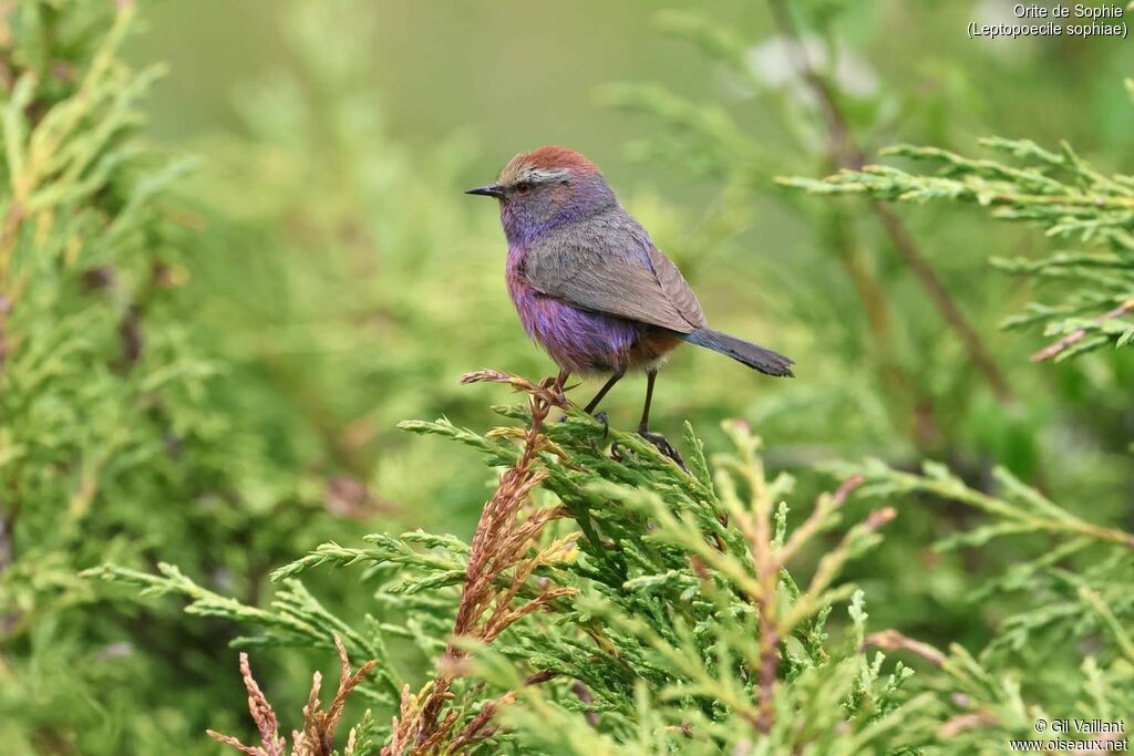 White-browed Tit-warbler