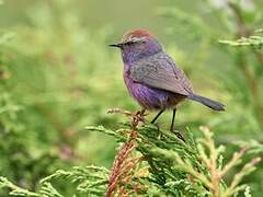 White-browed Tit-warbler