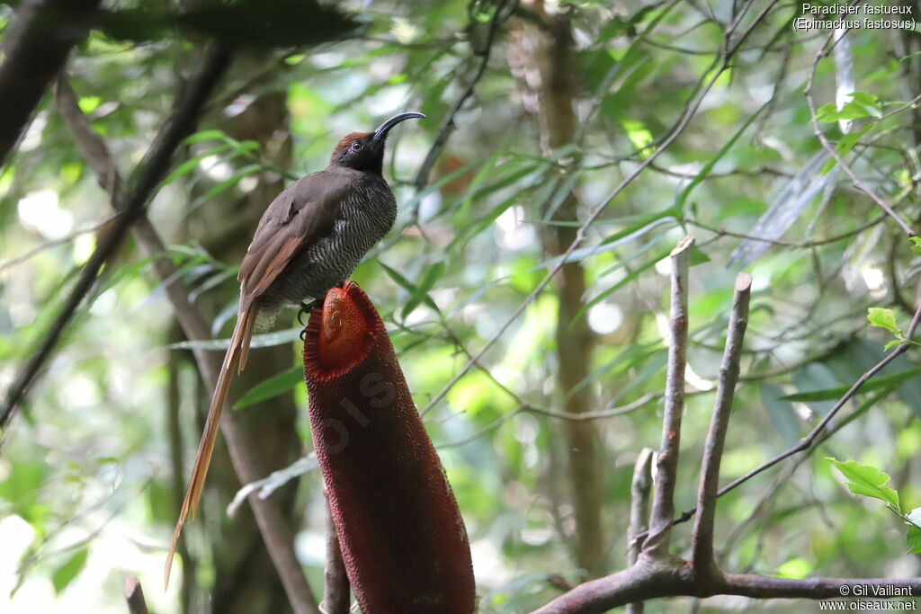 Black Sicklebill