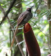 Black Sicklebill