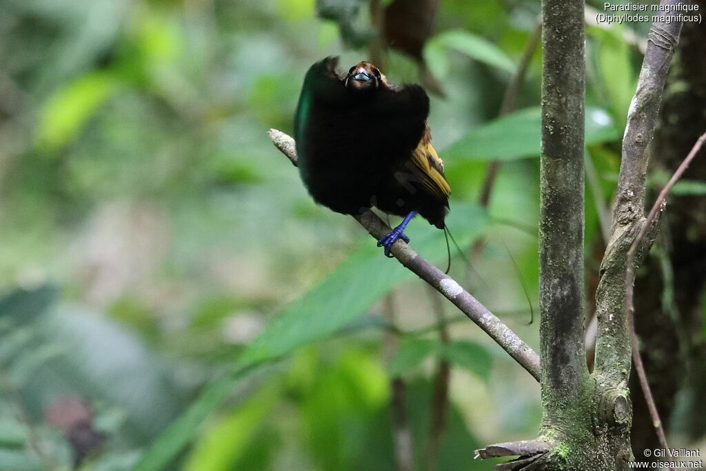 Magnificent Bird-of-paradise