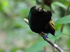 Magnificent Bird-of-paradise