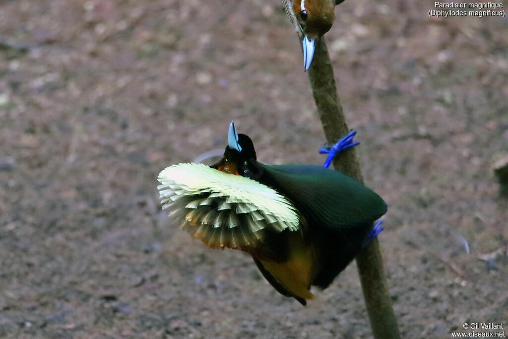 Magnificent Bird-of-paradise