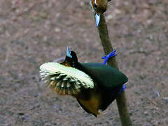 Magnificent Bird-of-paradise