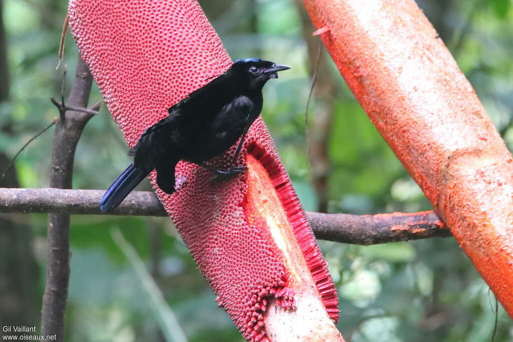 Crescent-caped Lophorina