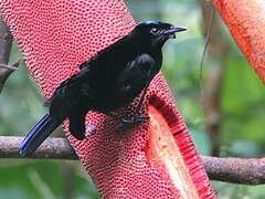 Crescent-caped Lophorina