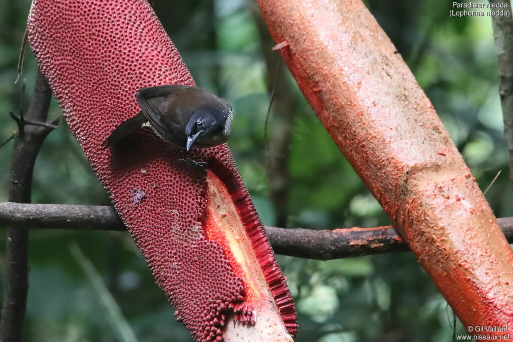 Crescent-caped Lophorina female