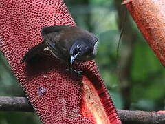 Crescent-caped Lophorina