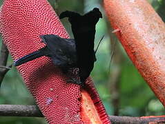 Crescent-caped Lophorina