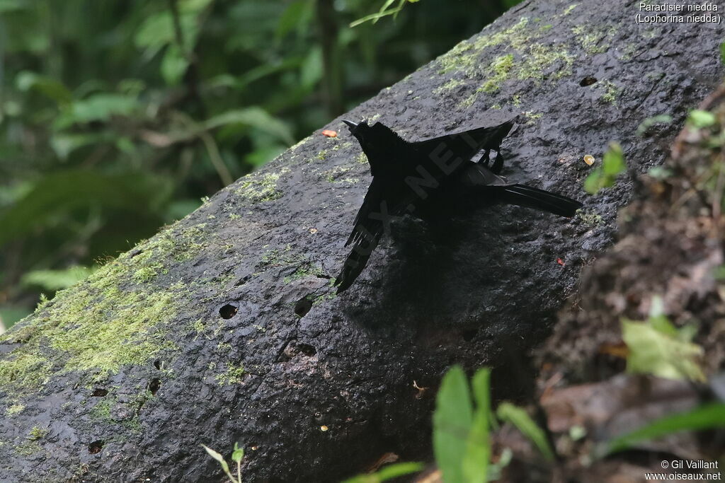 Crescent-caped Lophorina