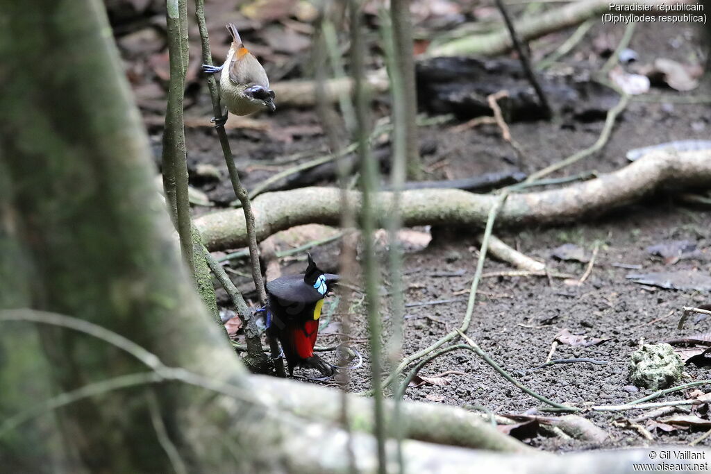 Wilson's Bird-of-paradise