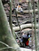 Wilson's Bird-of-paradise