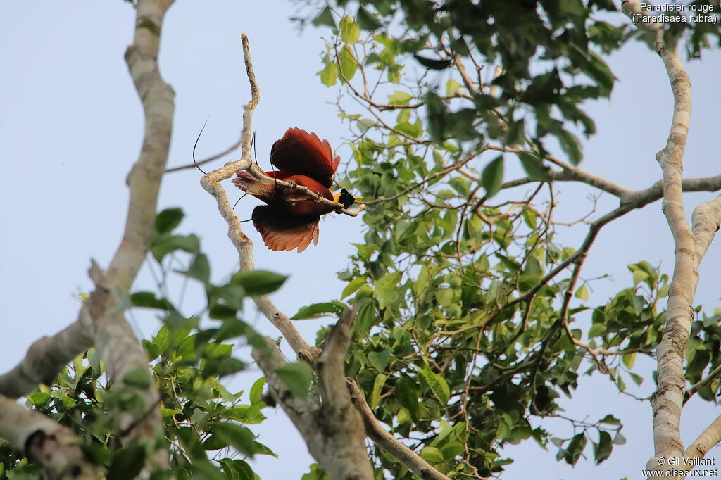 Red Bird-of-paradise