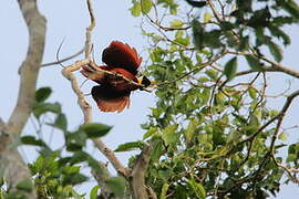 Red Bird-of-paradise