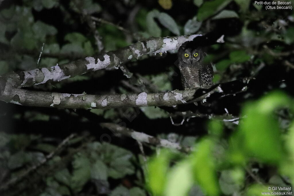 Biak Scops Owl