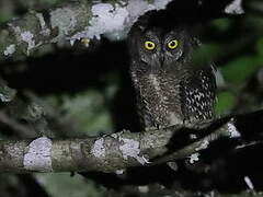 Biak Scops Owl