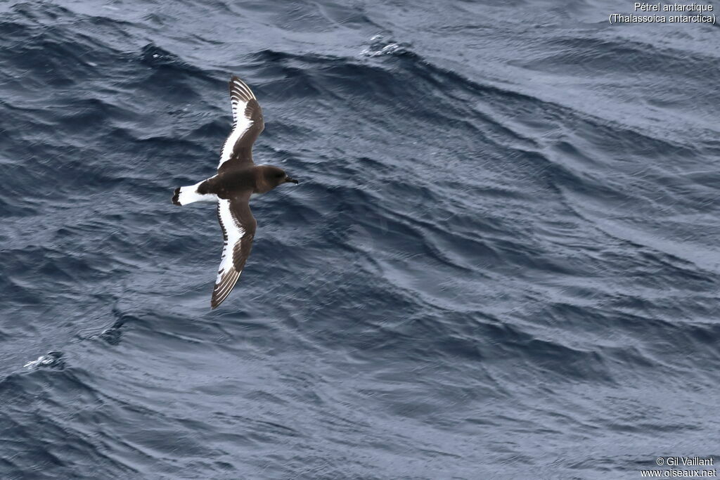 Pétrel antarctique