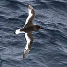 Pétrel antarctique