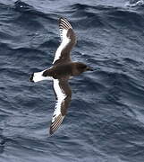 Antarctic Petrel