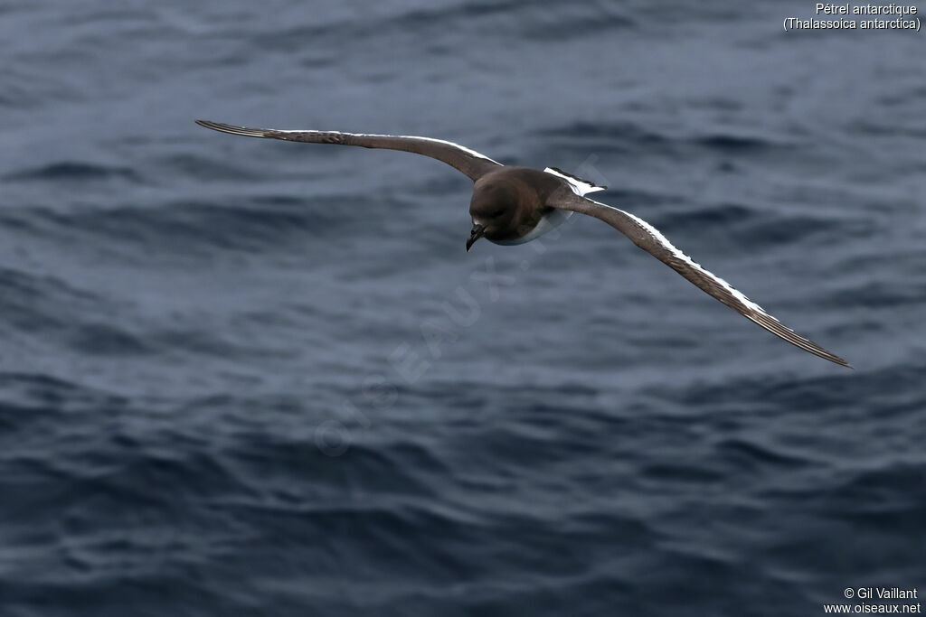 Pétrel antarctique