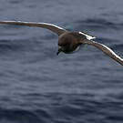 Pétrel antarctique