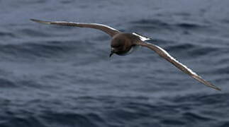 Pétrel antarctique