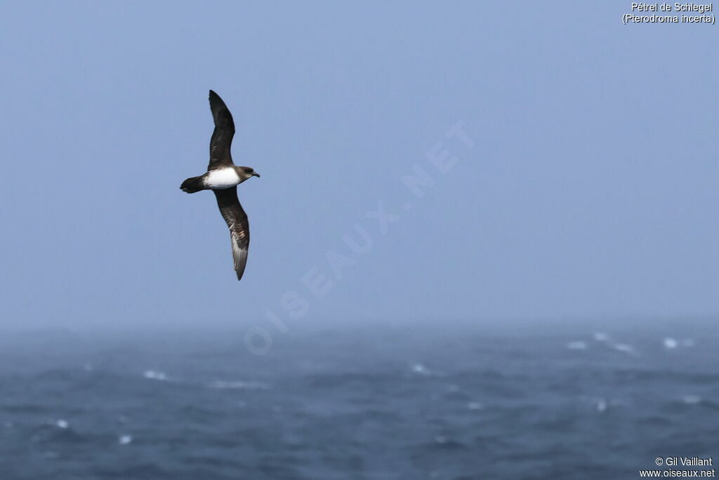 Atlantic Petrel