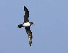 Atlantic Petrel