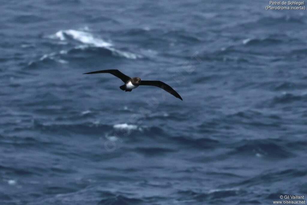 Atlantic Petrel