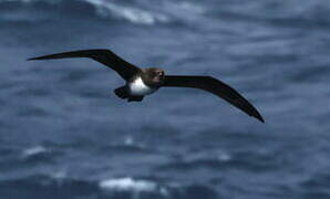 Atlantic Petrel