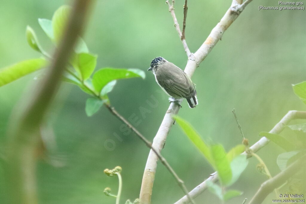 Greyish Piculet