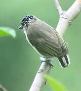 Greyish Piculet