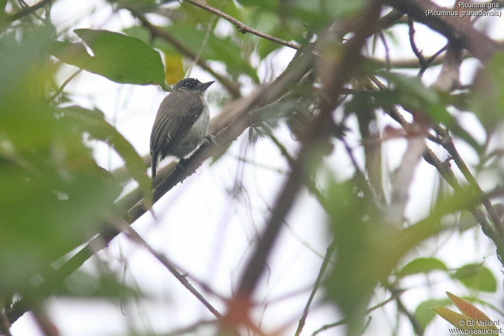 Greyish Piculet female adult, identification