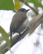 Greyish Piculet