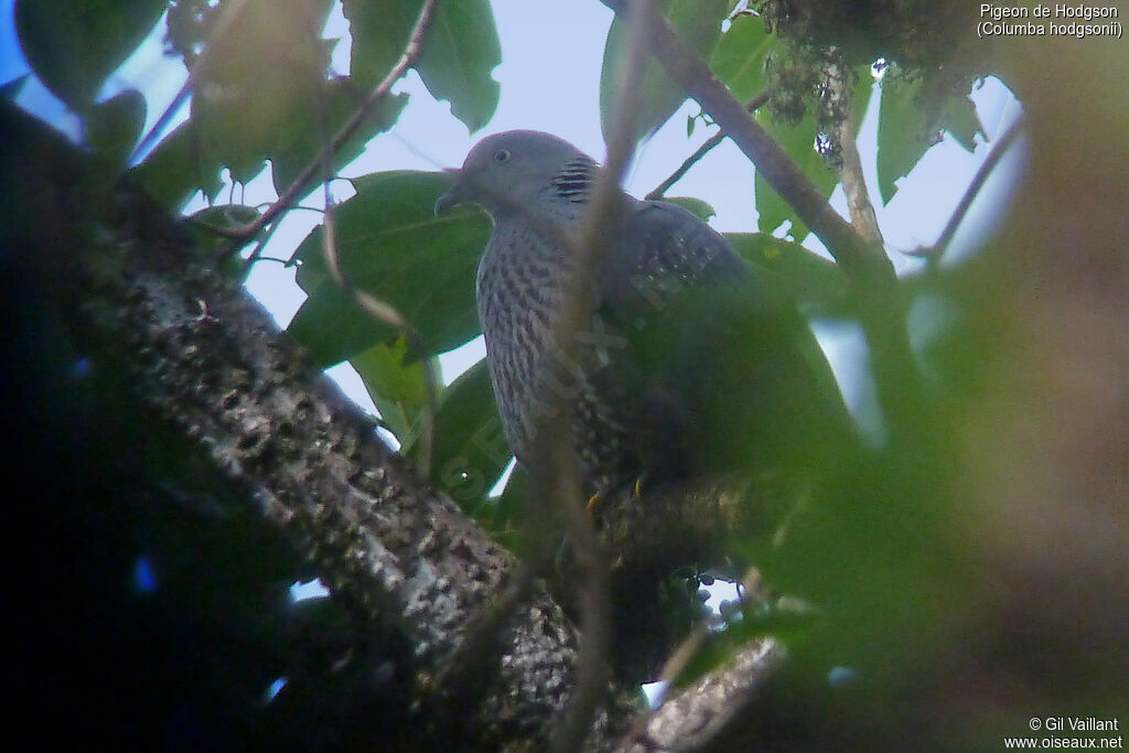 Speckled Wood Pigeon