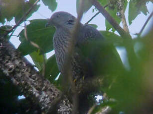 Pigeon de Hodgson