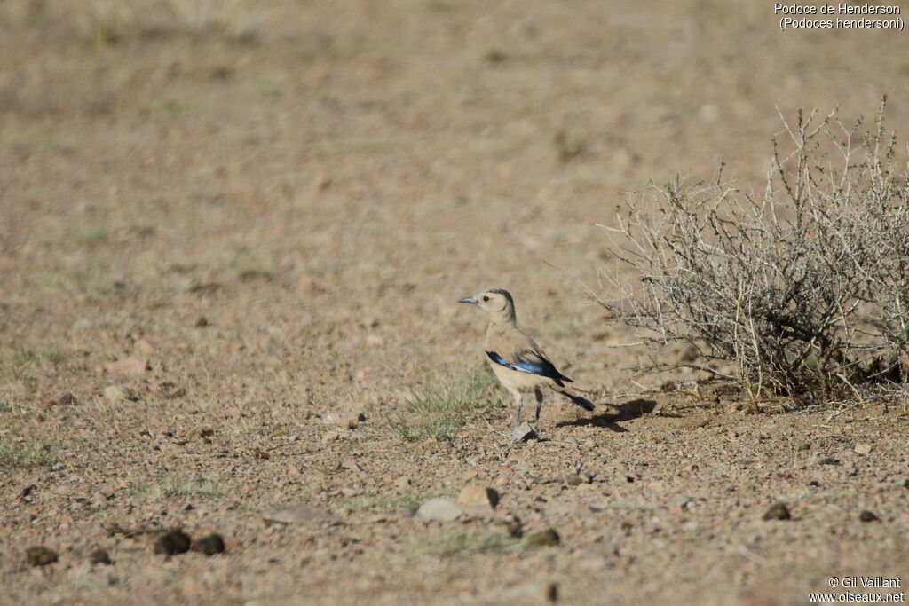 Henderson's Ground Jay