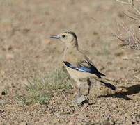 Mongolian Ground Jay