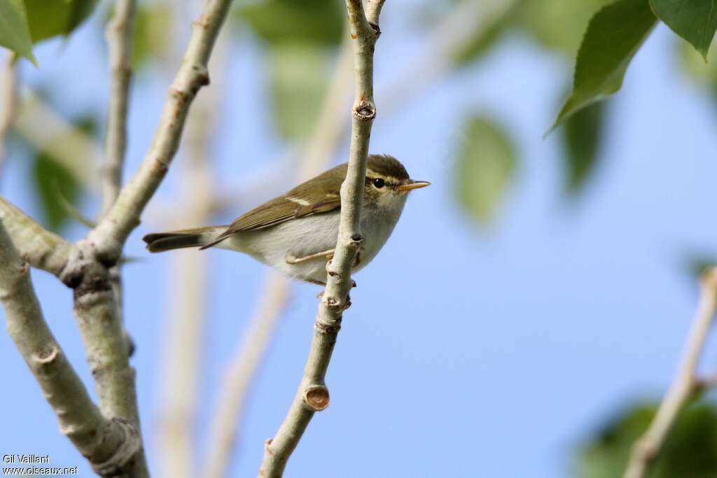 Two-barred Warbleradult, identification