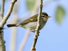 Two-barred Warbler