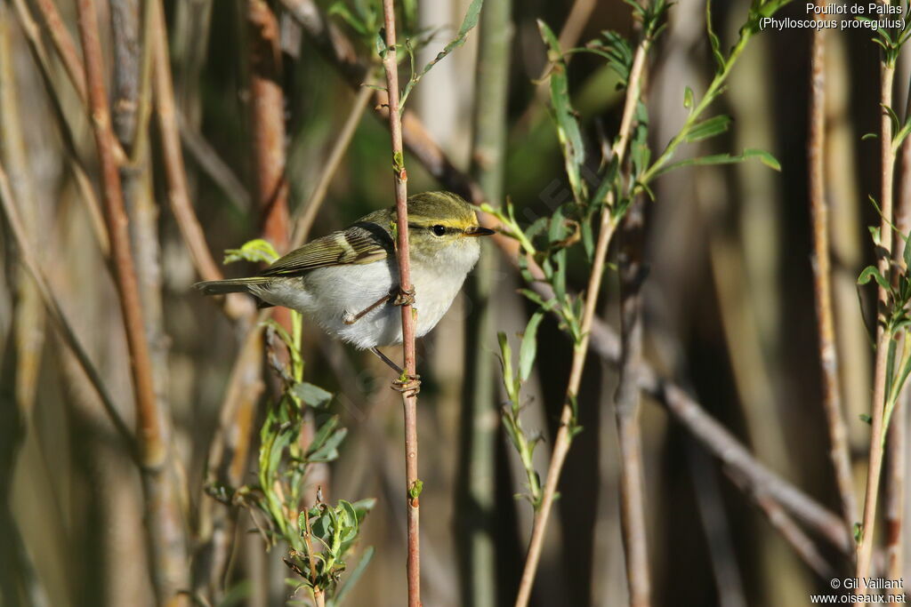 Pallas's Leaf Warbler