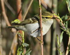 Pallas's Leaf Warbler