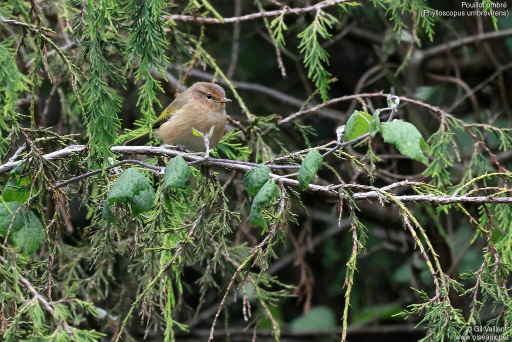 Pouillot ombré
